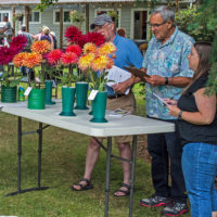 Picture Of People Judging Dahlias