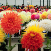 Picture Of A Dahlia Show