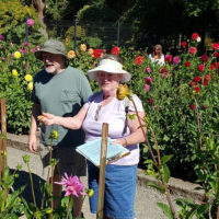 Judging Dahlias At Tacoma Trial Garden